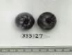 Click for 1 image(s) for this accession. FRUIT